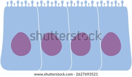Illustration of epithelial cell fluid