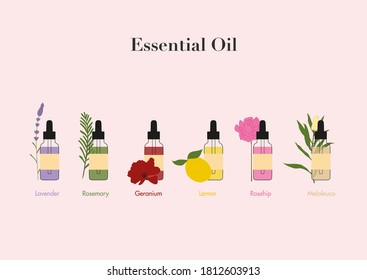 
Illustration essential oils set, dropper bottles. Lavender, rosemary, geranium, lemon, rosehip, and melaleuca. Isolated vector