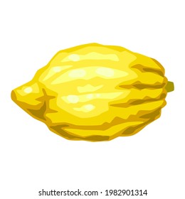 Illustration of etrog Happy Sukkot traditional symbol.