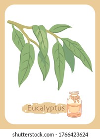 Ilustración de eucalipto y botella de aromaterapia. Ilustración vectorial.
