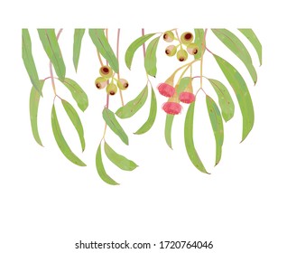 Illustration of eucalyptus. Native to Australia.