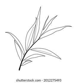 illustration of eucalyptus oil leaf isolated on white background. eucalyptus oil leaf sketch