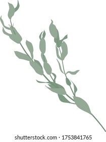 Illustration des Eukalyptus Parvifolia-Zweiges. 