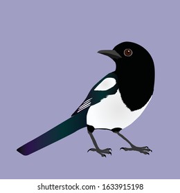 An illustration of an Eurasian magpie