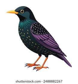 Illustration of European starling Isolated