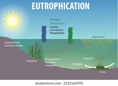 illustration of eutrophication diagram - vector