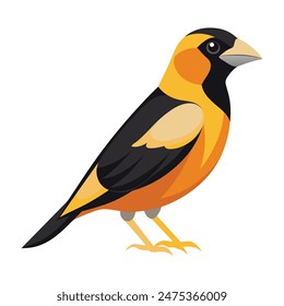 illustration of a evening grosbeak bird