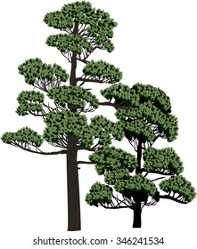 illustration with evergreen trees isolated on white background