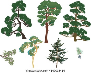 illustration with evergreen trees set isolated on white background