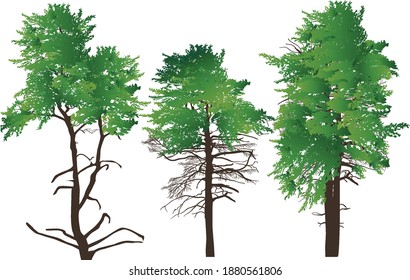 ilustración con árboles evergreen aislados en fondo blanco