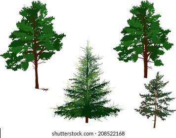 illustration with evergreen trees set isolated on white background