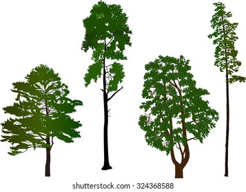 Illustration mit immergrünen Bäumen einzeln auf weißem Hintergrund