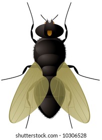 Illustration of everyones favorite insect the fly with transparent wings