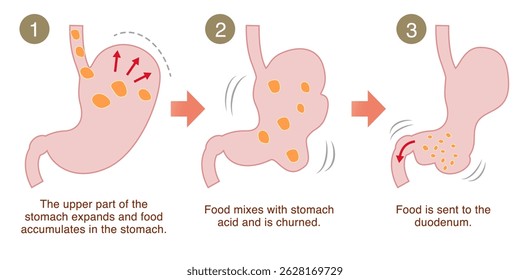 Illustration explaining how the stomach digests food