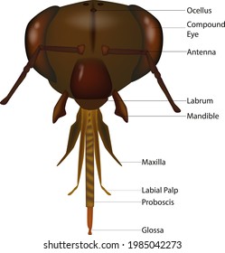 Illustration of the exterior anatomy of the head of a honey bee. Head Segment of the Honeybee Head and its appendages