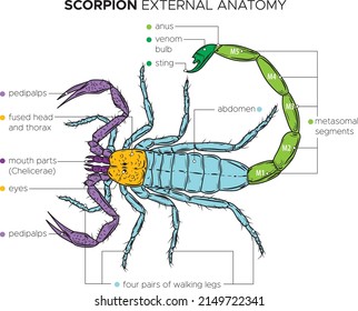 134 Scorpion diagram Images, Stock Photos & Vectors | Shutterstock