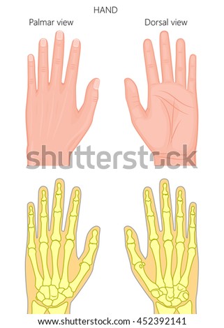 Illustration of External and skeletal view of hand. Palm and dorsal view.
