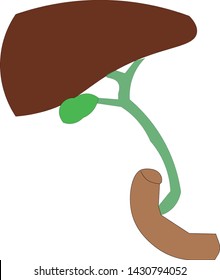 An illustration of the Extra-Hepatic biliar duct, the liver, the duodenum drawn and colored