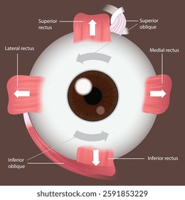 illustration of eye muscle movement diagram - vector