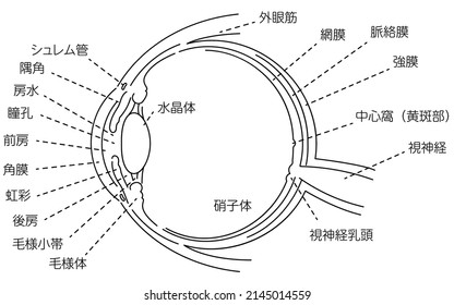 Illustration of the eye - Translation: Schlemm's canal, corner angle, aqueous humor, pupil, anterior chamber, cornea, iris, posterior chamber, ciliary body, ciliary body, lens, vitreous body, etc