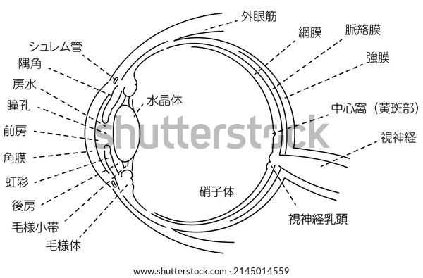 Illustration of the eye - Translation: Schlemm\'s\
canal, corner angle, aqueous humor, pupil, anterior chamber,\
cornea, iris, posterior chamber, ciliary body, ciliary body, lens,\
vitreous body,\
etc
