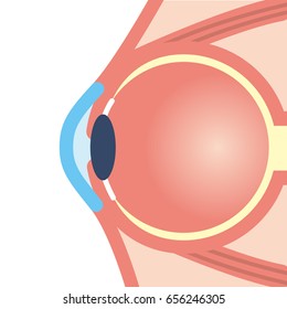 Illustration of the eyeball