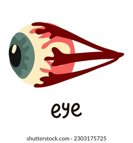 Illustration of the eyeball anatomy in a simple cartoon style. Anatomy training. Biology, the structure of the human eye. Human internal organs. Eye muscles when viewed from the side. Ophthalmology