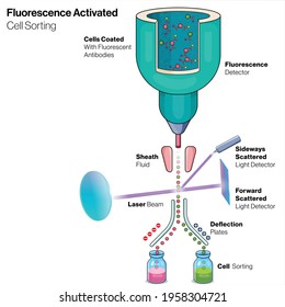 Illustration of FACS or fluorescence activated cell sorting mechanism or instrumentation: cell sorting. a type of flow cytometry.