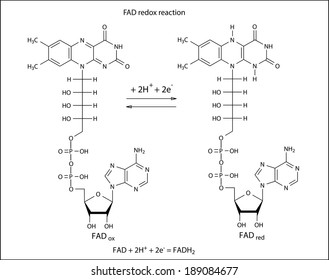 Illustration of FAD redox reaction with chemical formulas, vector, isolated on white