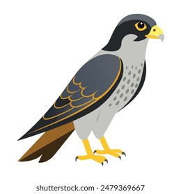 illustration of a falcon bird