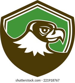 Illustration of a falcon hawk eagle bird head looking to side set inside shield crest on isolated background done in retro style. 