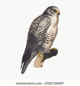 Illustration of a falcon perched on a branch. The falcon's detailed feathers and sharp gaze are prominent. Falcon illustration with a natural, realistic style. Vintage animal illustration vector.