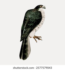 Illustration of a falcon perched, showcasing its detailed feathers. The falcon's sharp gaze and strong talons are prominent. Falcon art with intricate details. Vintage illustration isolated, vector.