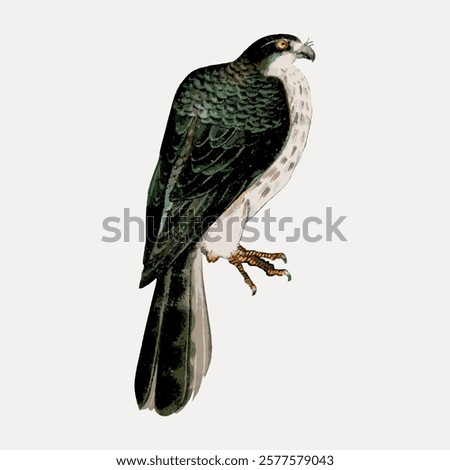 Illustration of a falcon perched, showcasing its detailed feathers. The falcon's sharp gaze and strong talons are prominent. Falcon art with intricate details. Vintage illustration isolated, vector.
