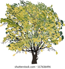 illustration with fall tree isolated on white background