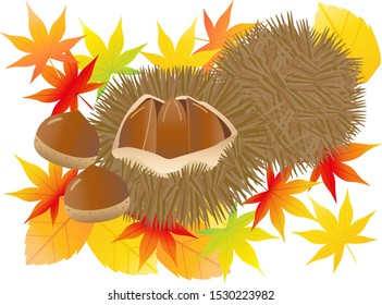 Illustration of fallen leaves and chestnuts.