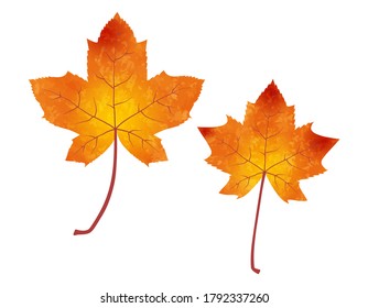 Illustration of fallen leaves of maple