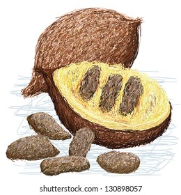 illustration of false durian nut with whole fruit, opened fruit and seeds visible. scientific name Pangium edule.