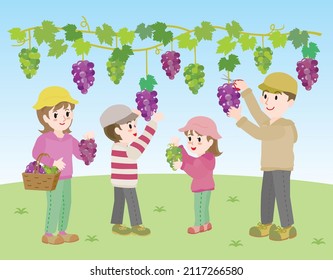 Illustration of the family doing grape picking.