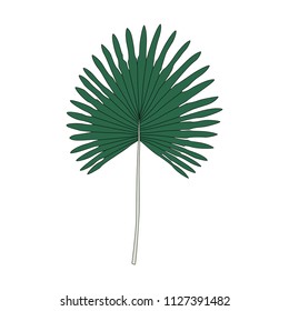Illustration of fan palm leaf