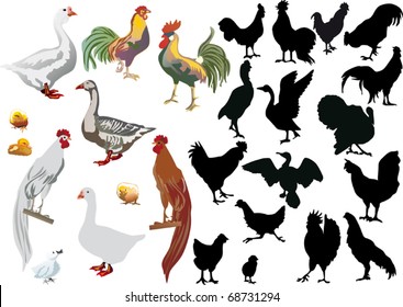 illustration with farm birds isolated on white background