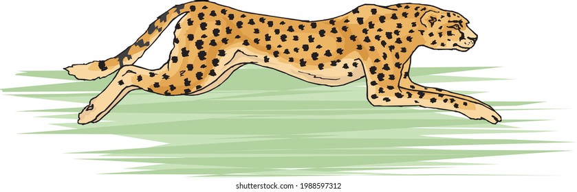 illustration of fast running cheetah
in white background