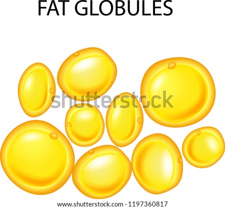 Illustration of fat globules