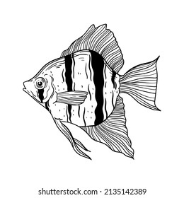 illustration fauna animal sea fish