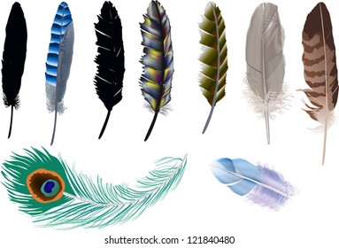 illustration with feather collection on white background