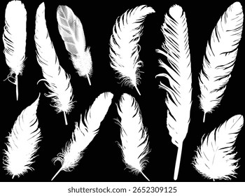 illustration with feathers isolated on black background