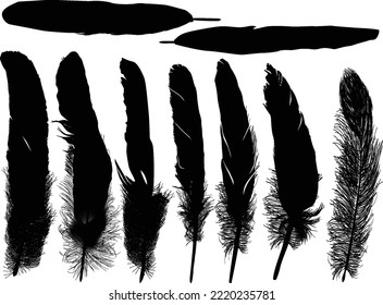 illustration with feathers isolated on white background