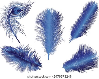 illustration with feathers isolated on white background