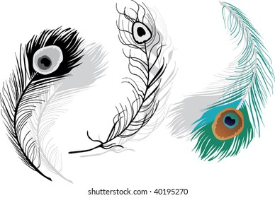 illustration with feathers isolated on white background