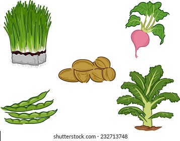 Illustration Featuring Different Vegetables Classified as Superfoods